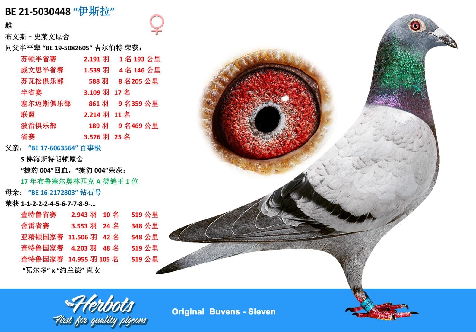 pigeon: undefined