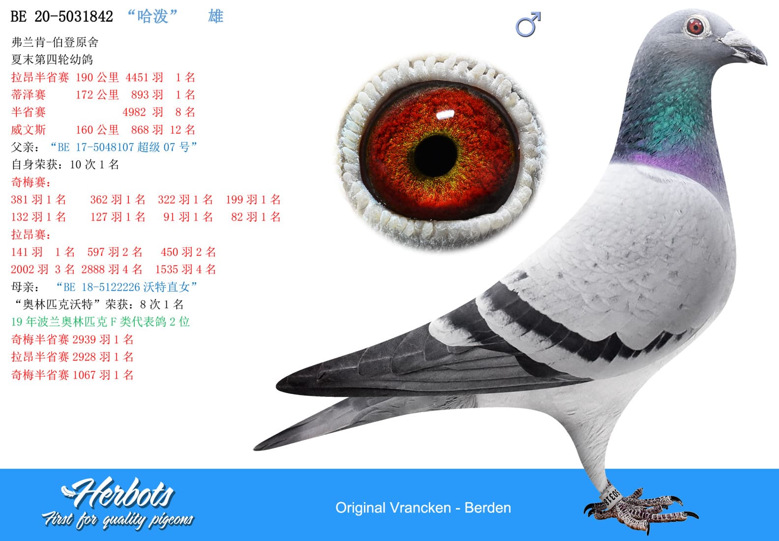 pigeon: undefined