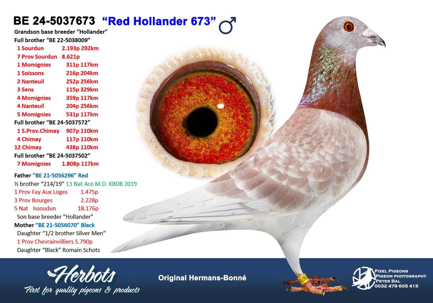 pigeon: undefined