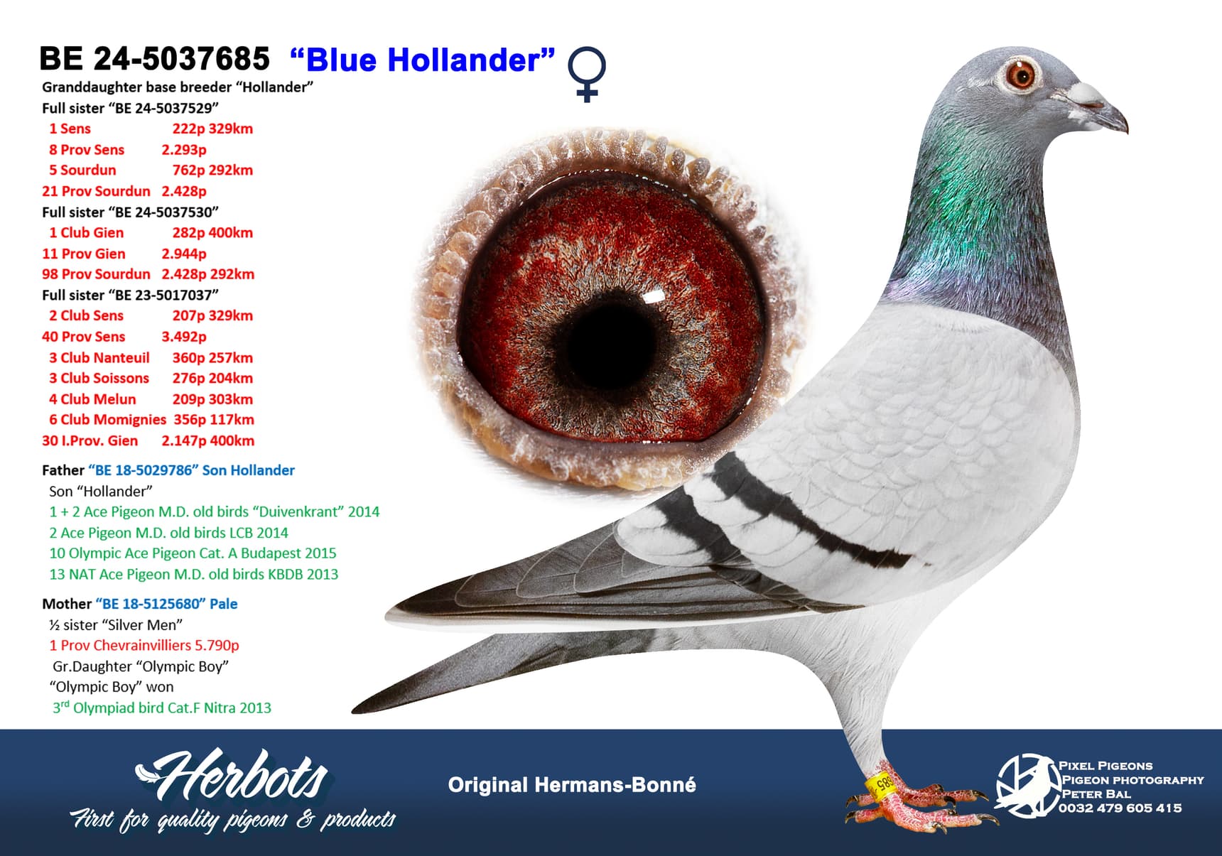 pigeon: undefined