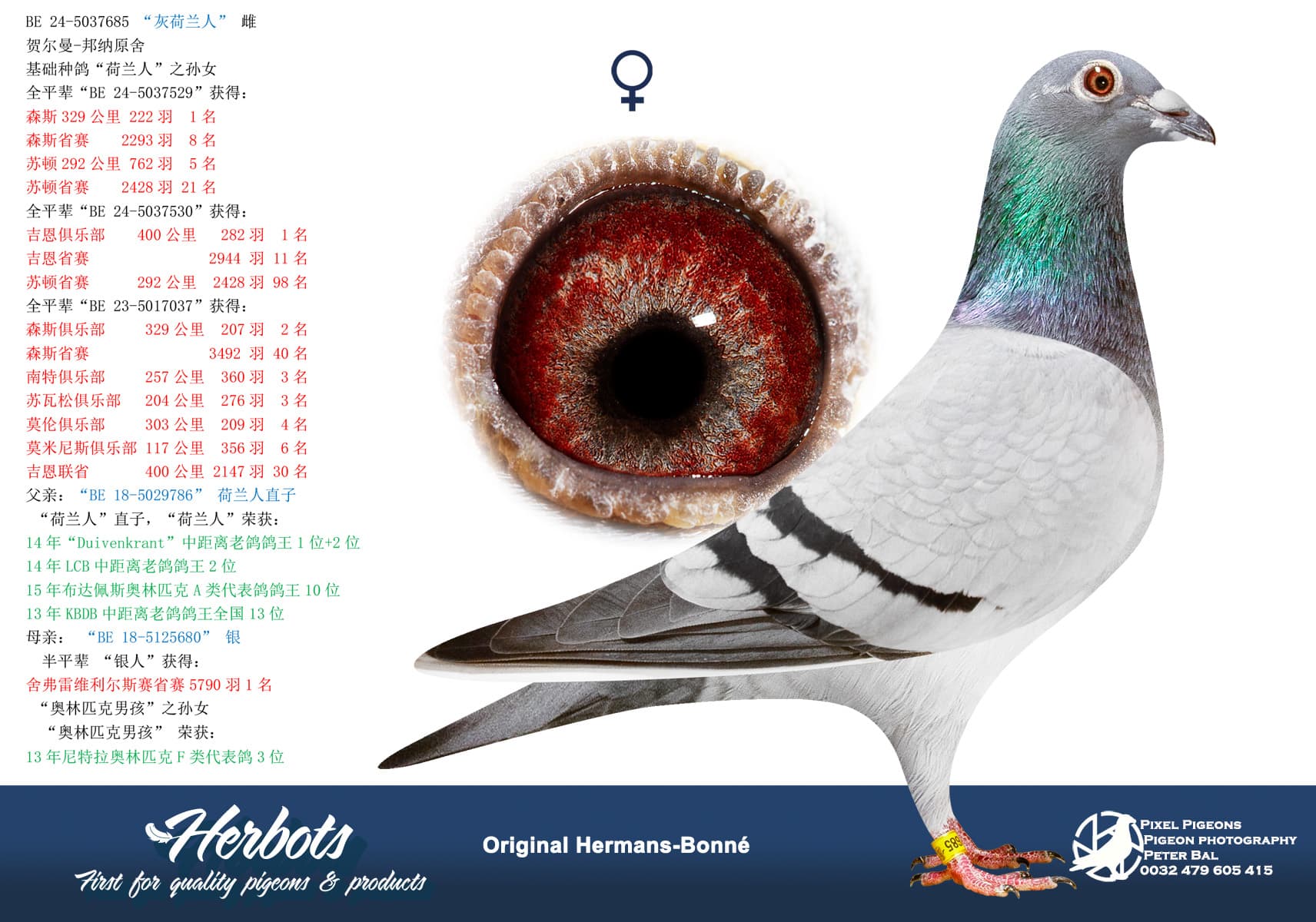 pigeon: undefined