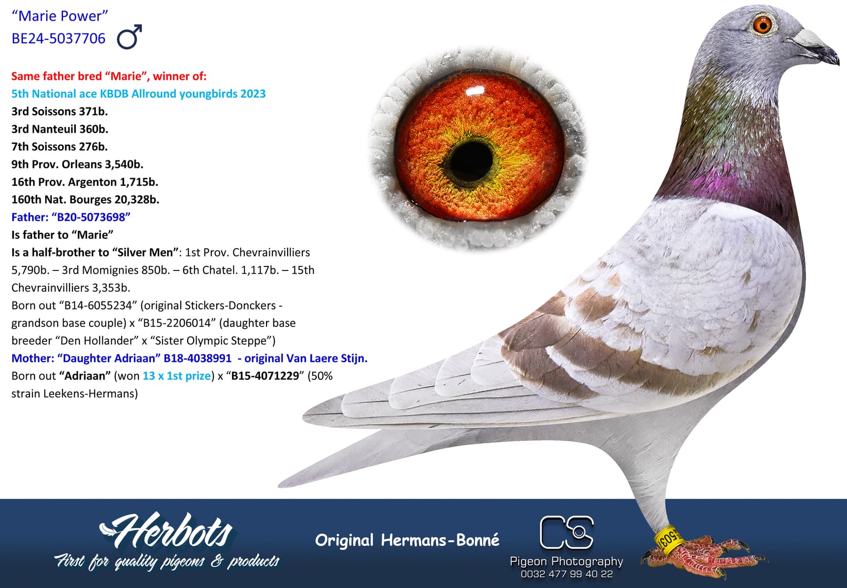 pigeon: undefined