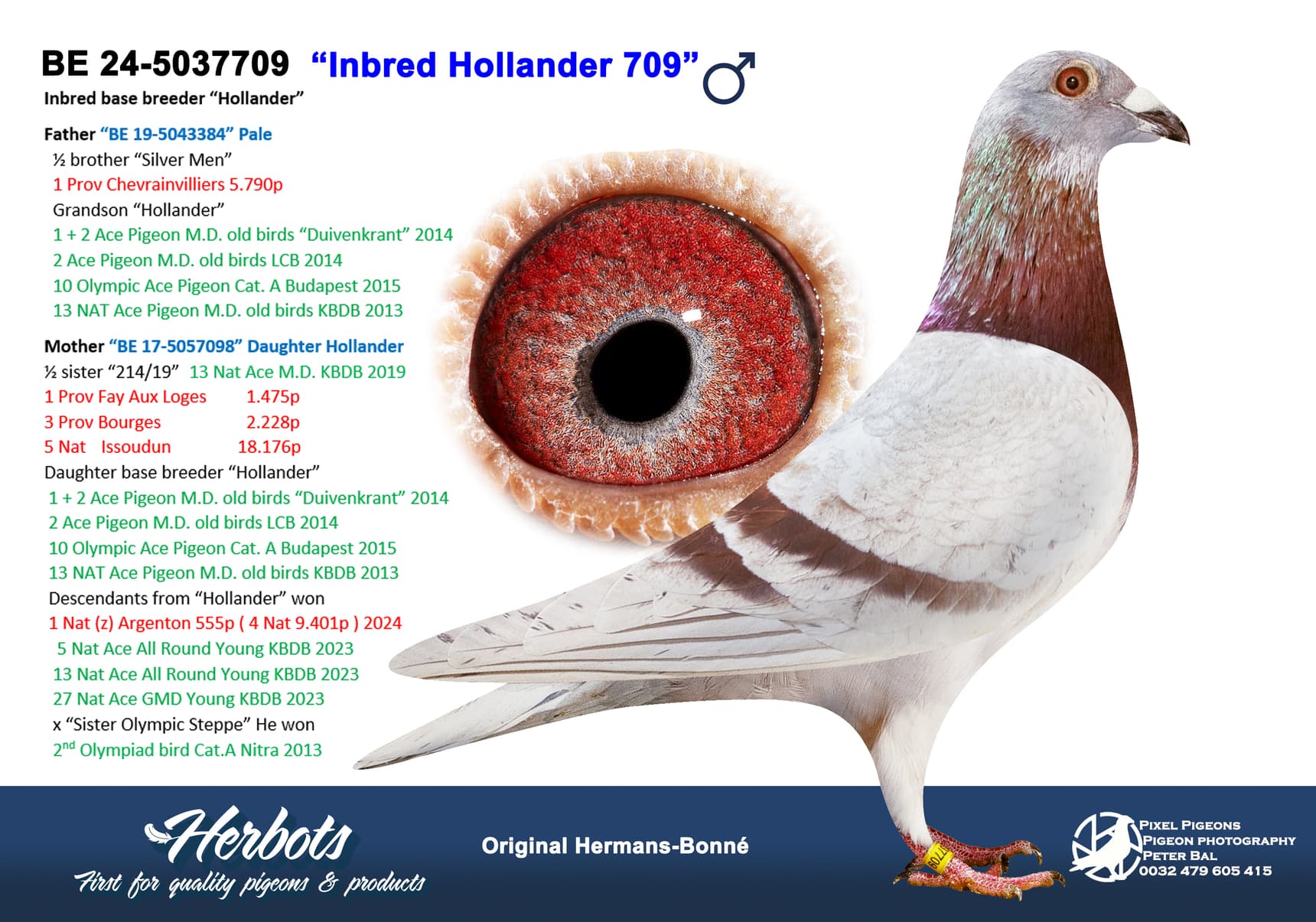 pigeon: undefined