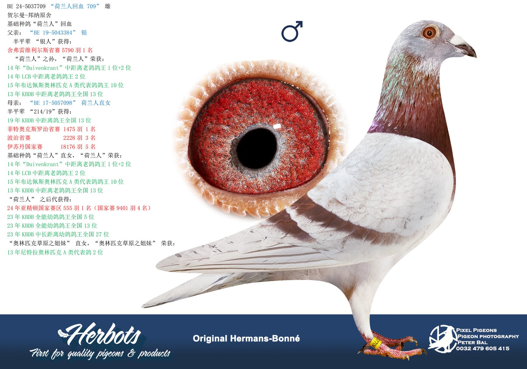 pigeon: undefined