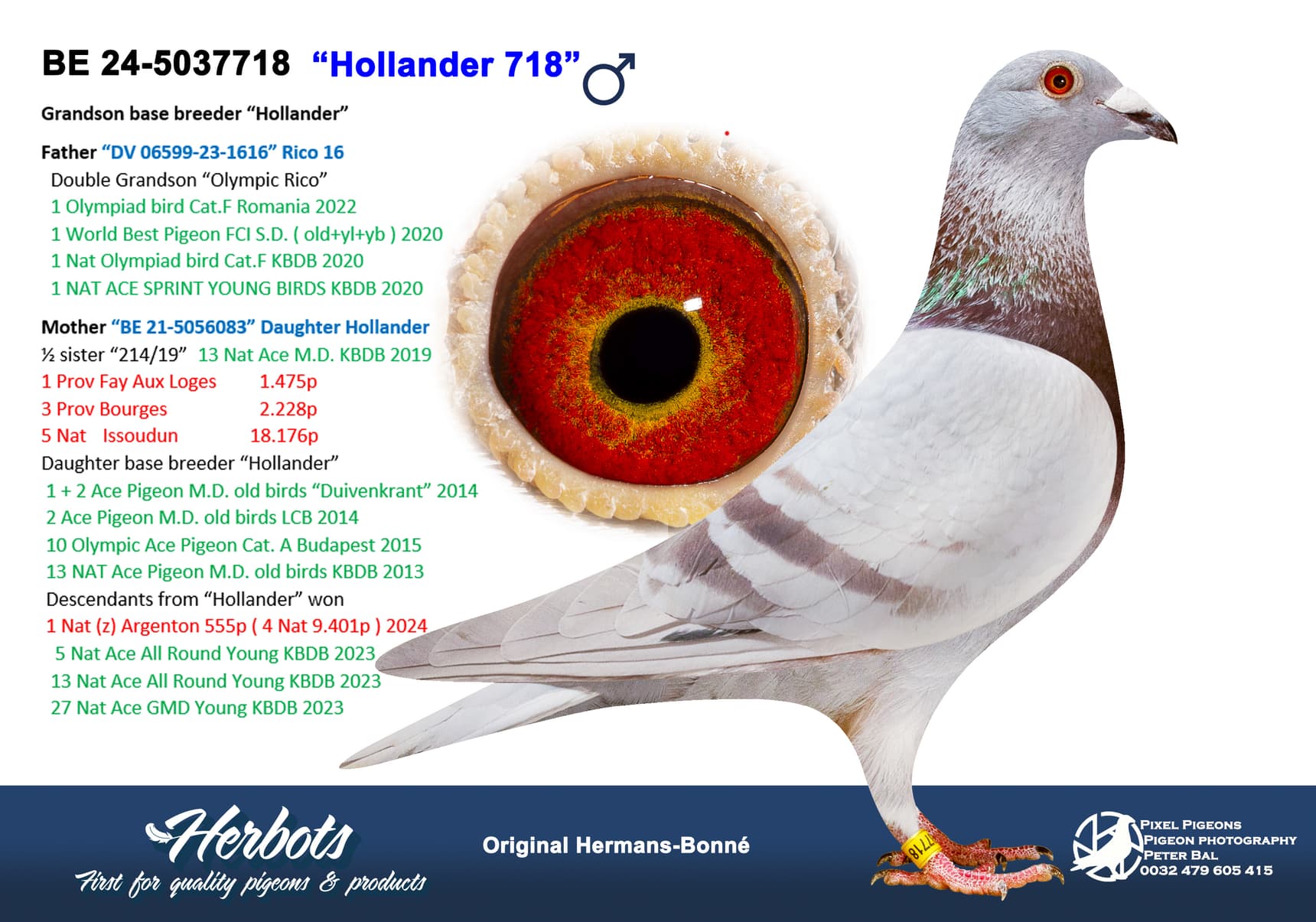 pigeon: undefined