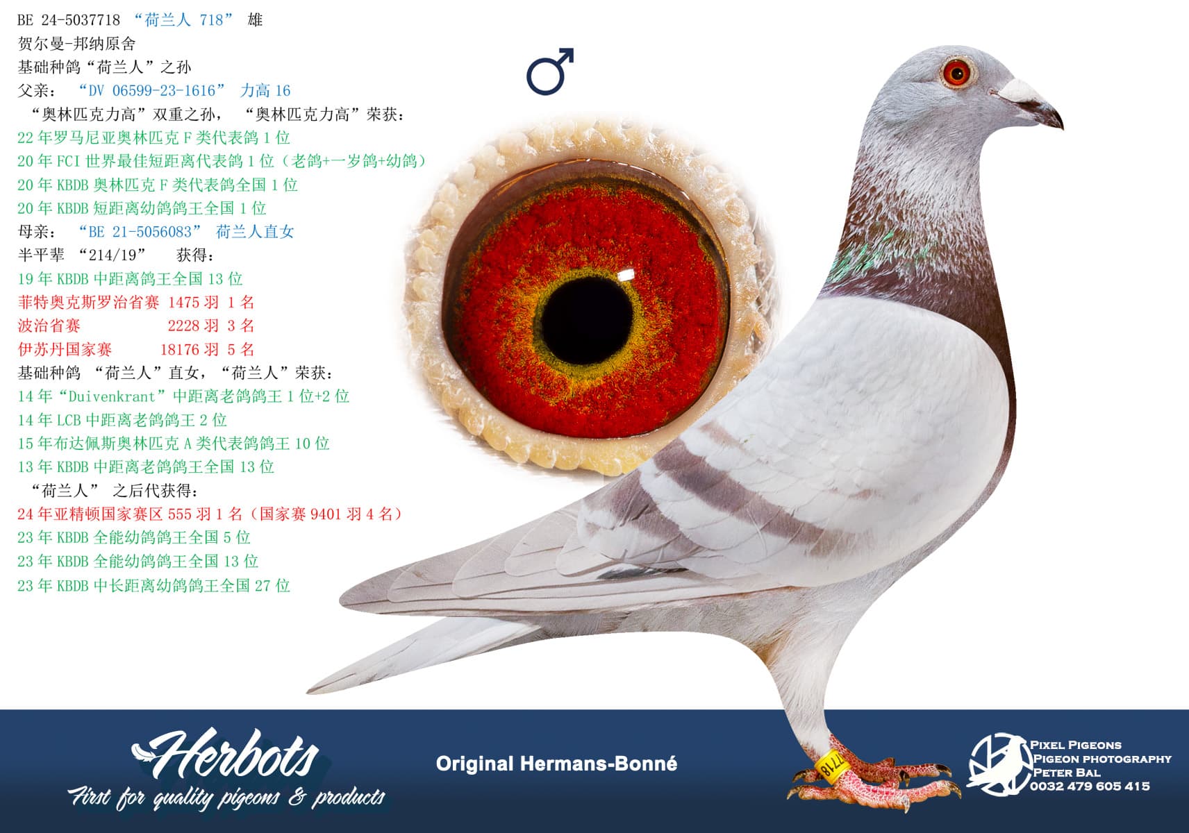 pigeon: undefined