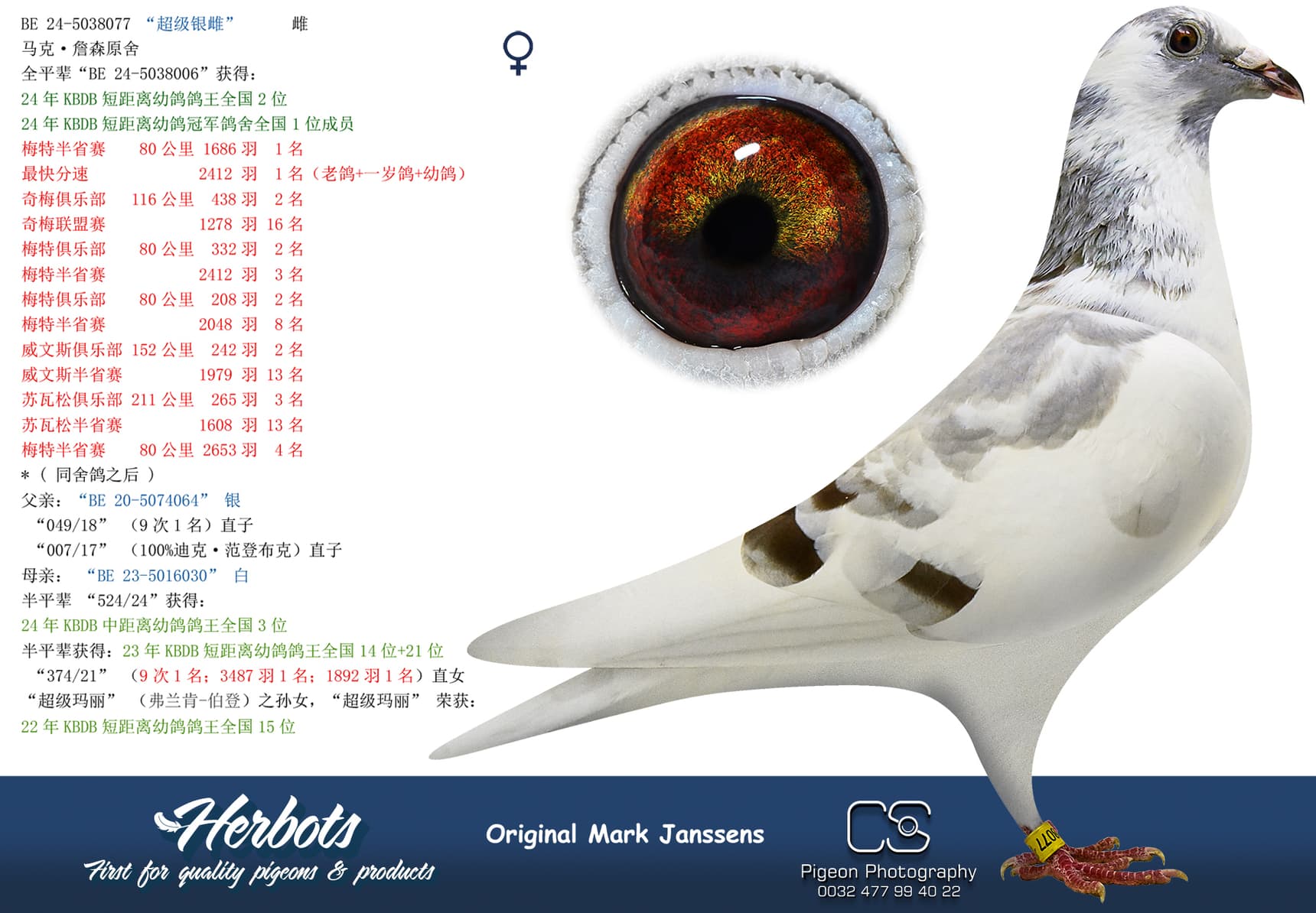 pigeon: undefined