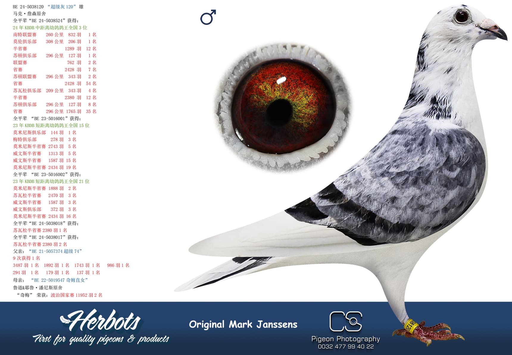 pigeon: undefined
