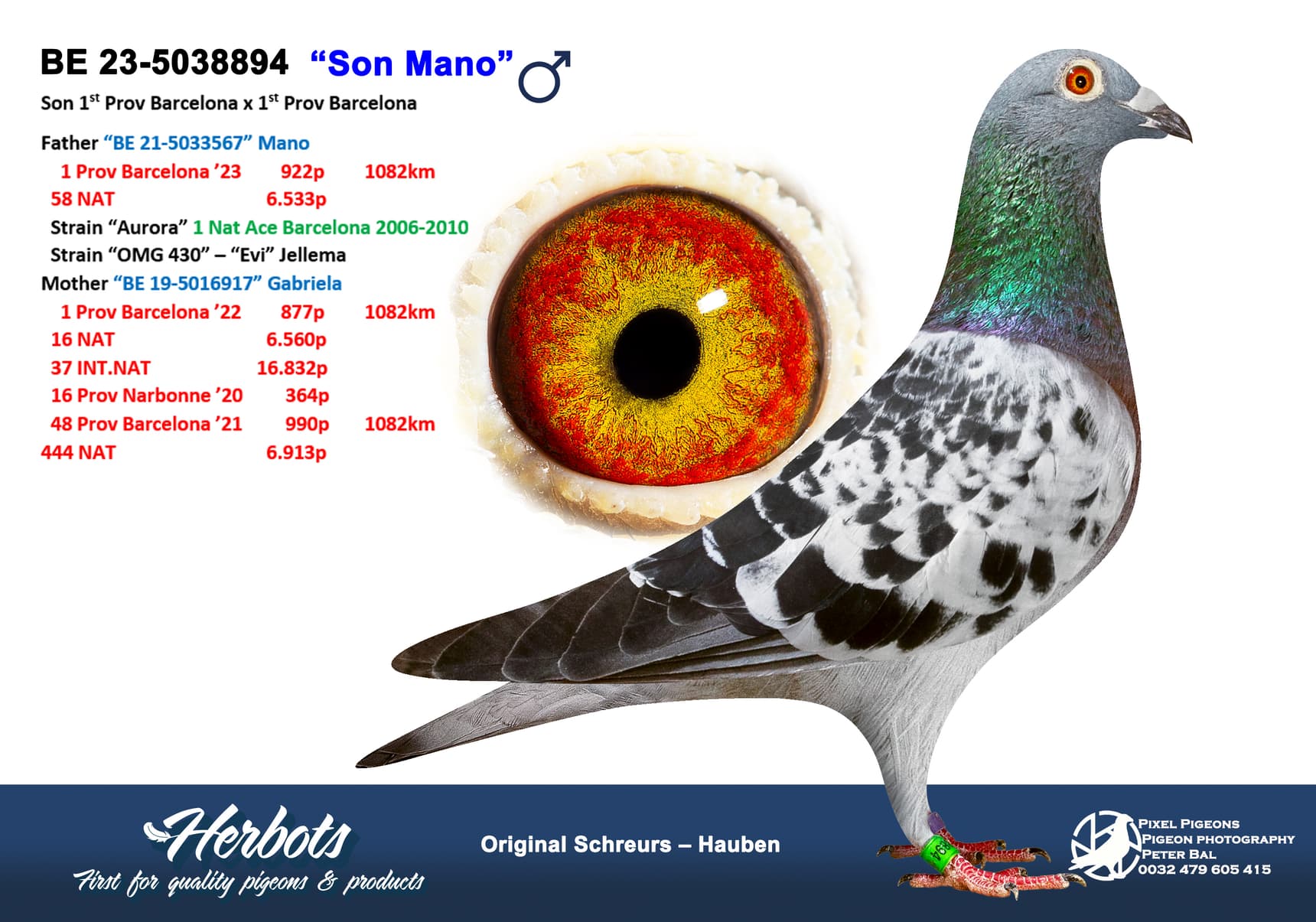pigeon: undefined