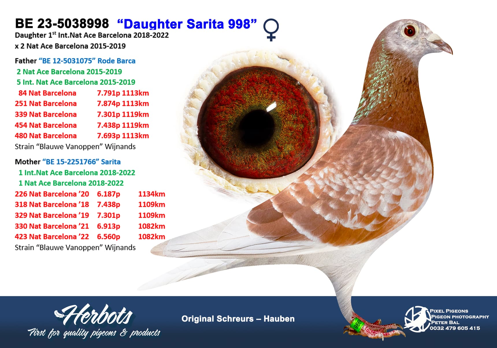 pigeon: undefined