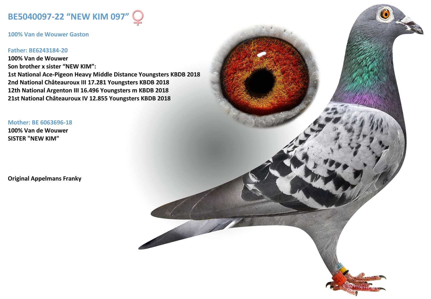 “NEW KIM 097”