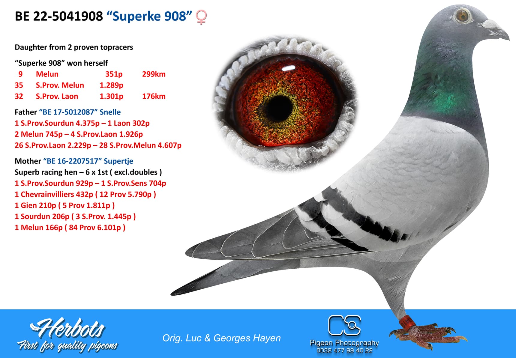 pigeon: “Superke 908”