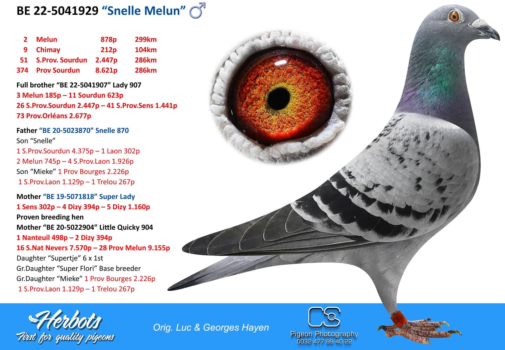 pigeon: undefined