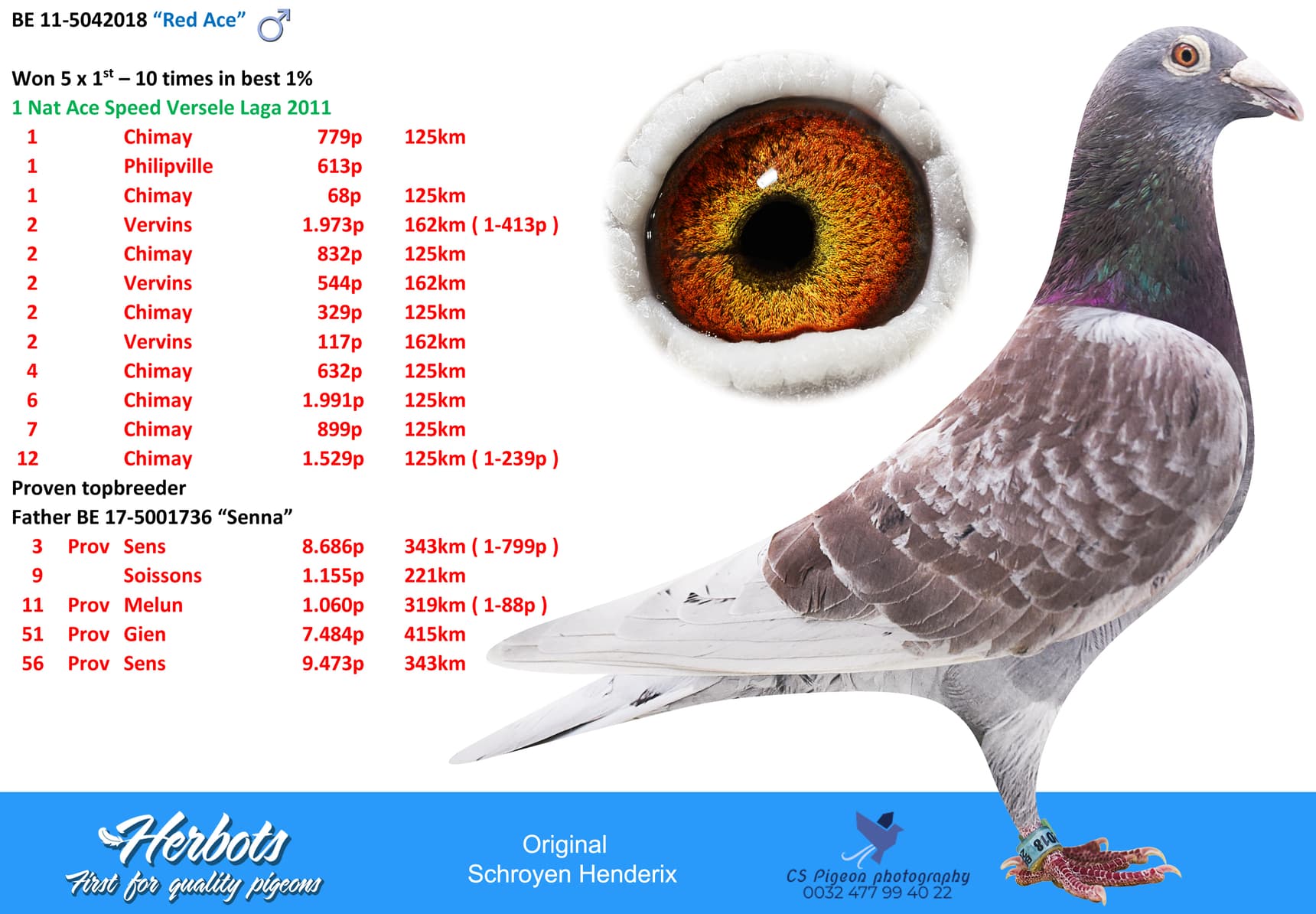 pigeon: “Red Ace”