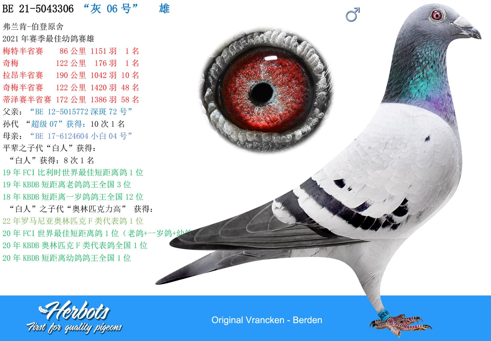 pigeon: undefined