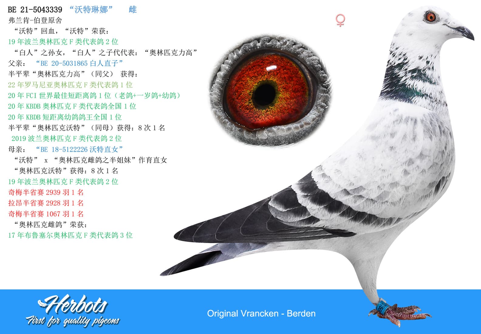 pigeon: undefined