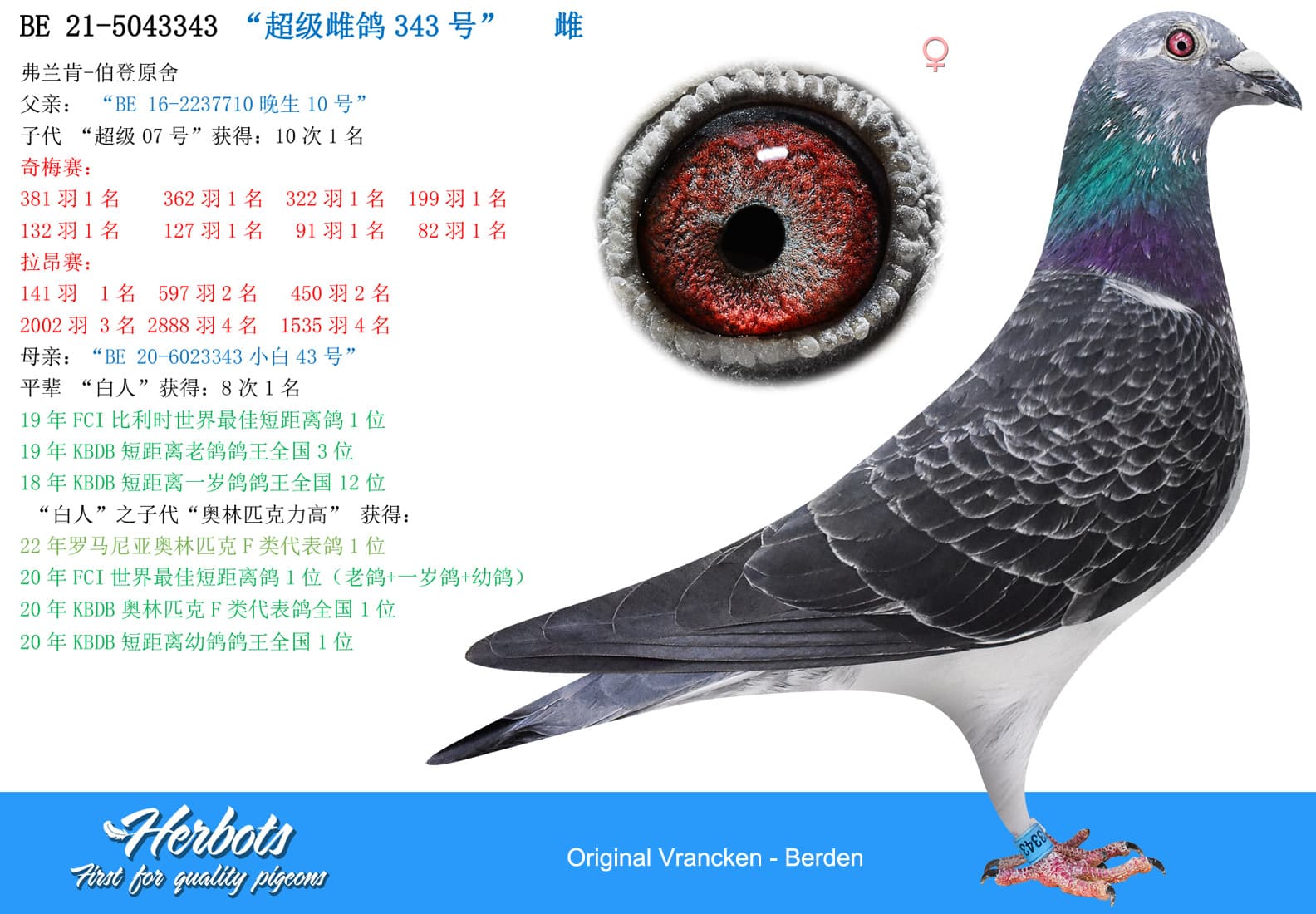 pigeon: undefined