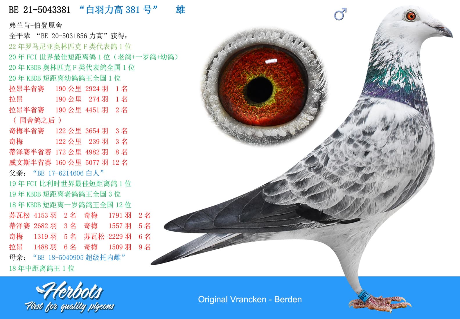 pigeon: undefined