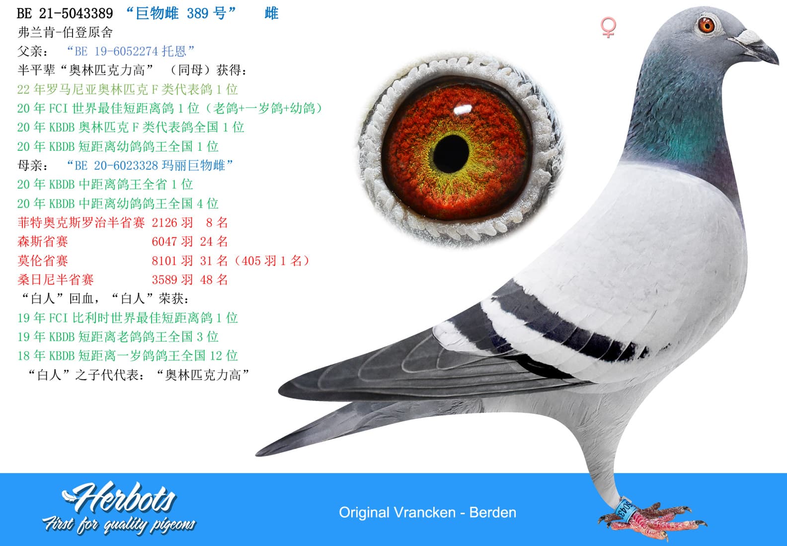 pigeon: undefined