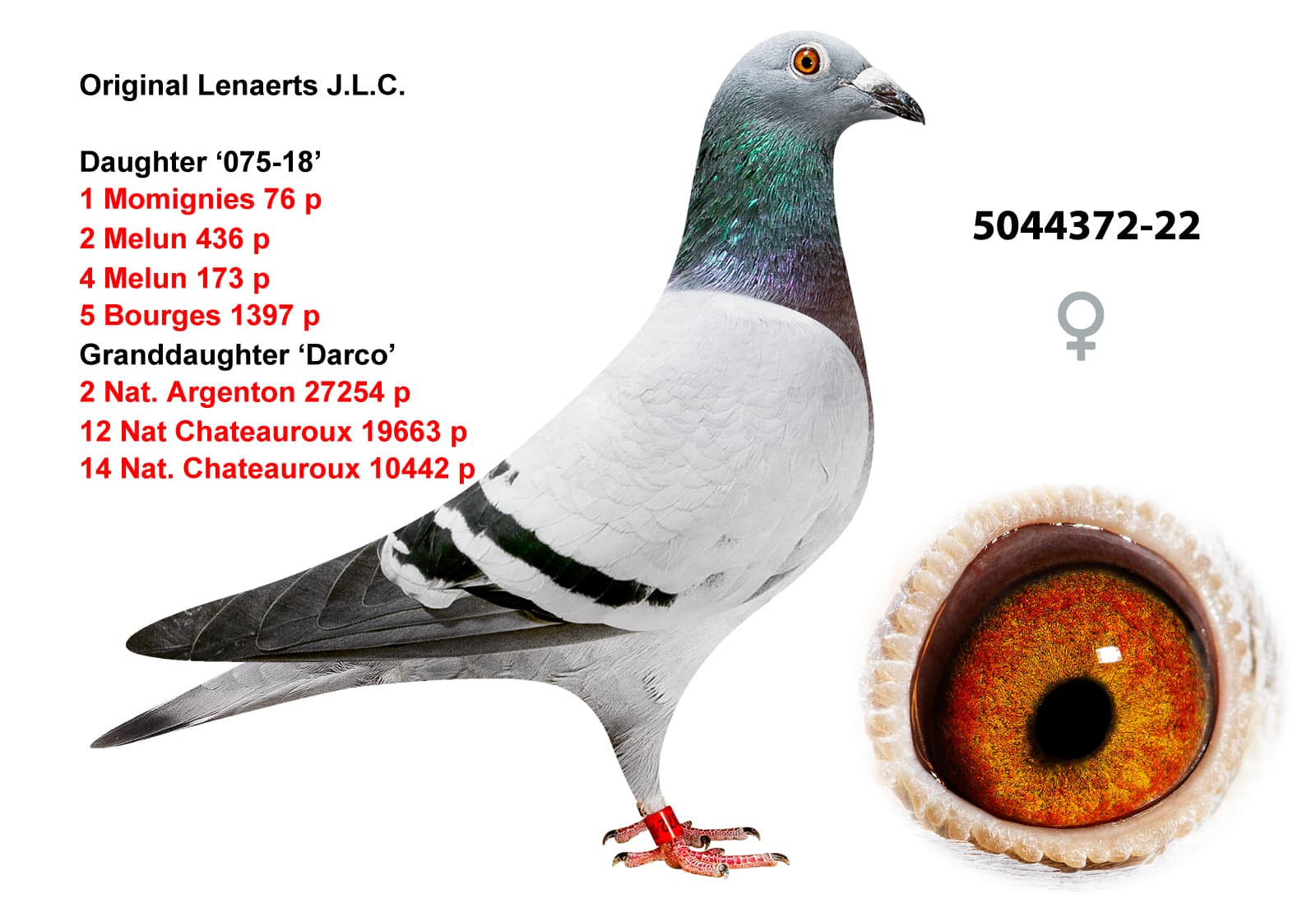 pigeon: undefined