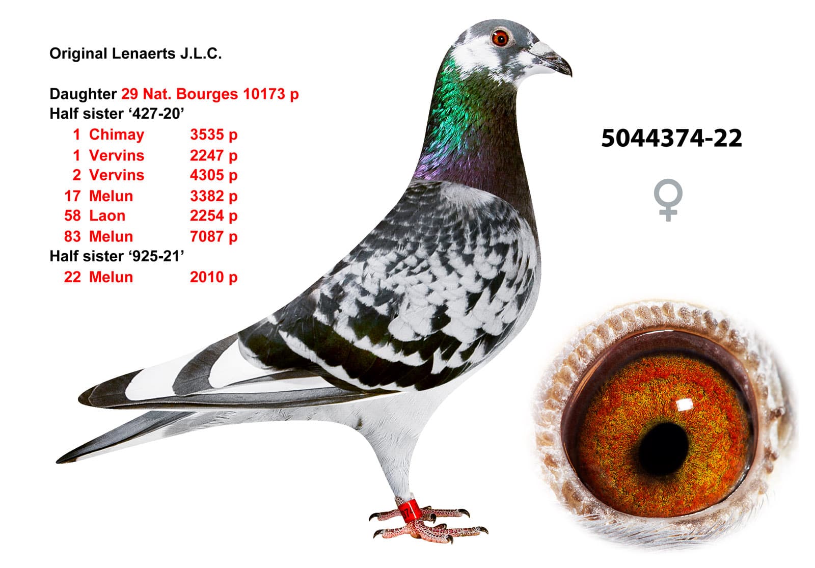 pigeon: undefined