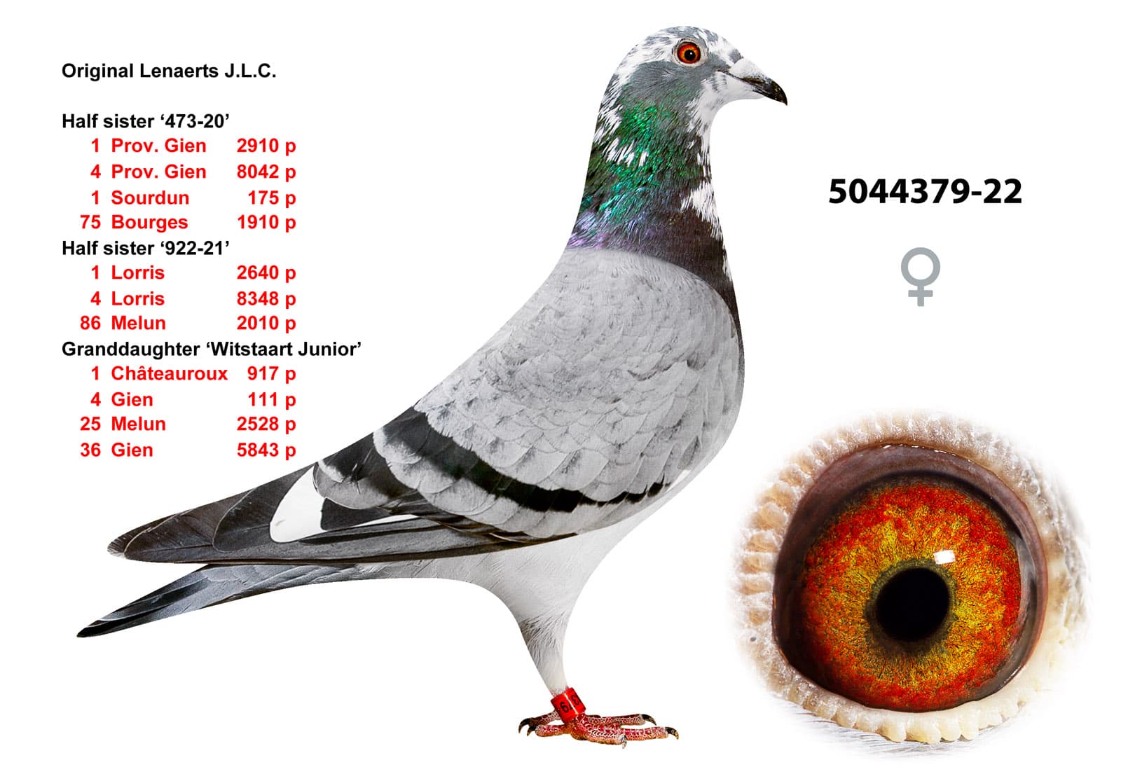 pigeon: undefined
