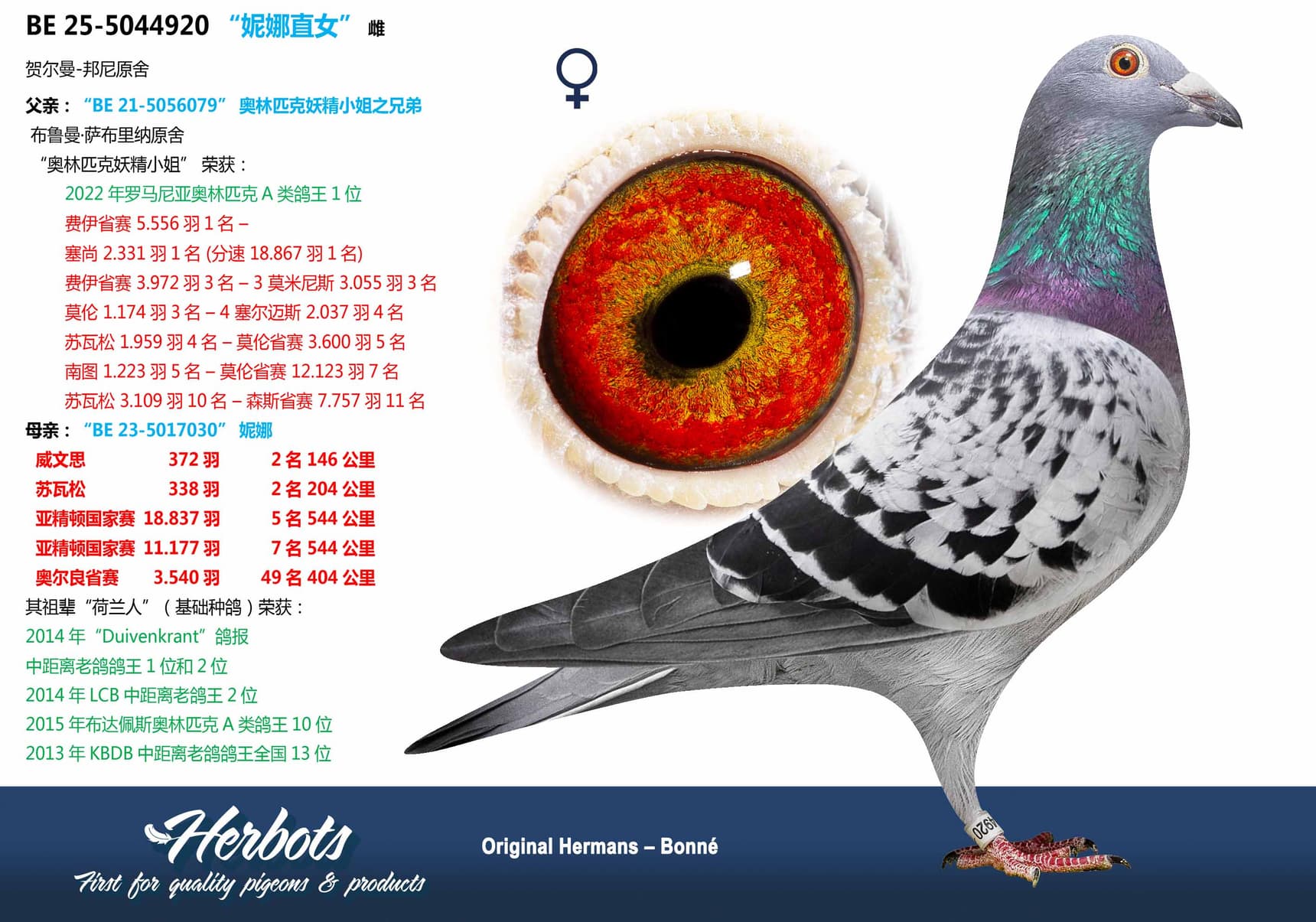 pigeon: undefined