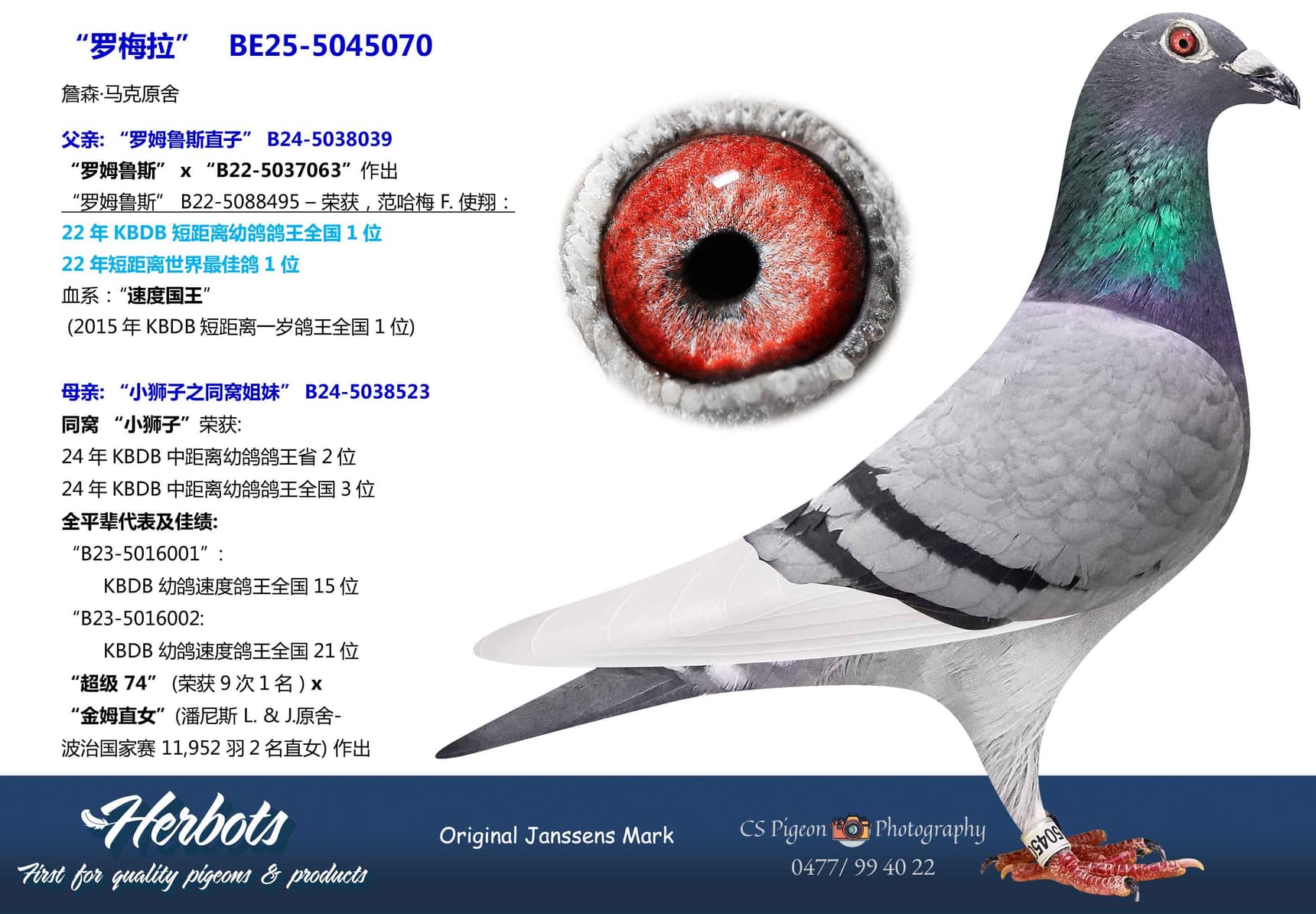 pigeon: undefined