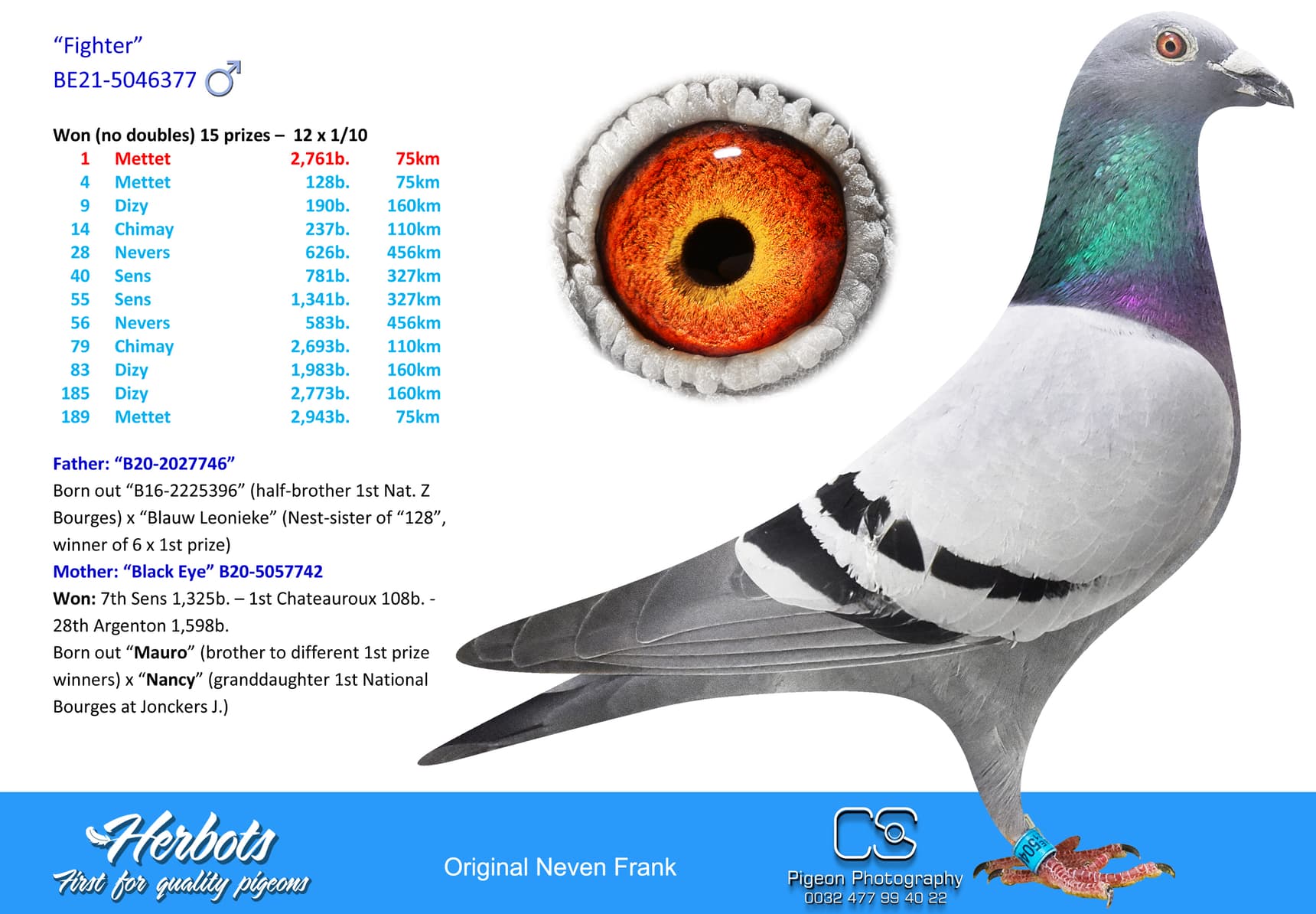 pigeon: undefined