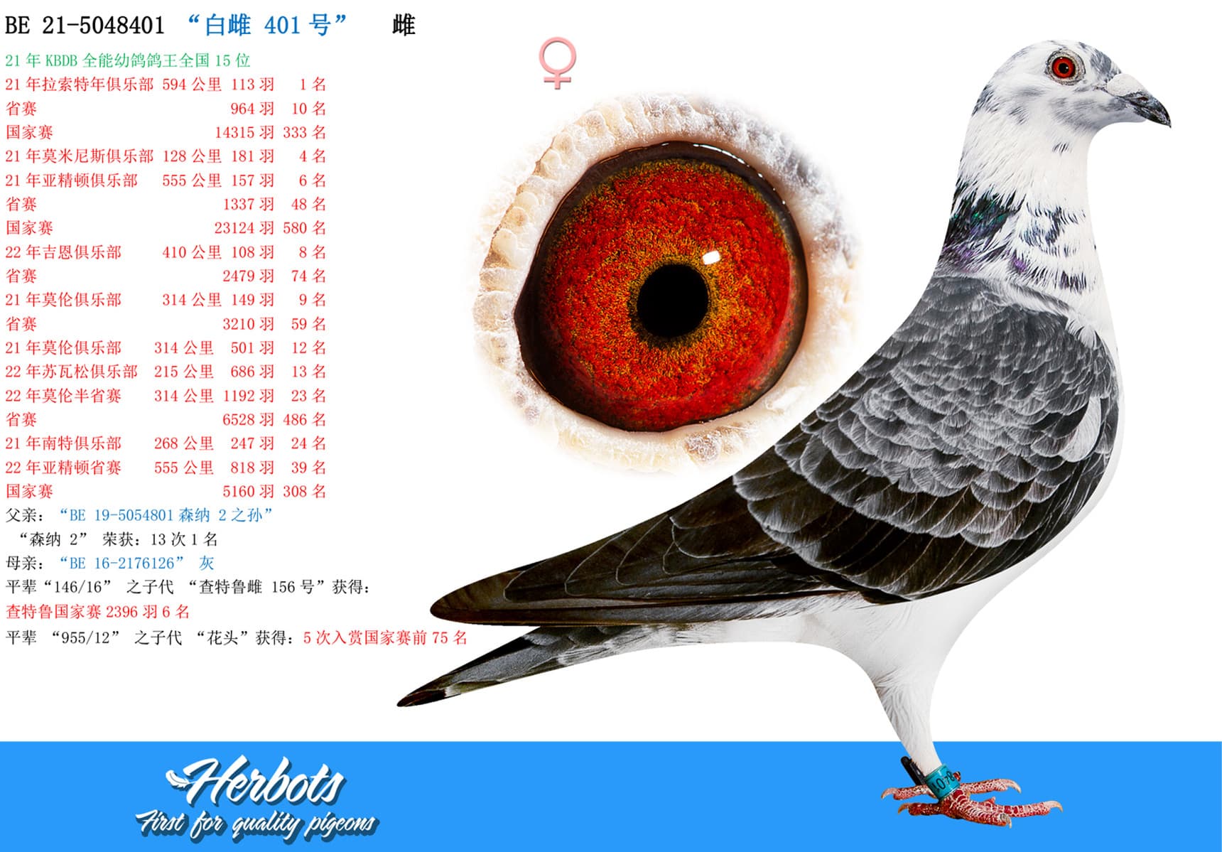 pigeon: “白雌 401号”
