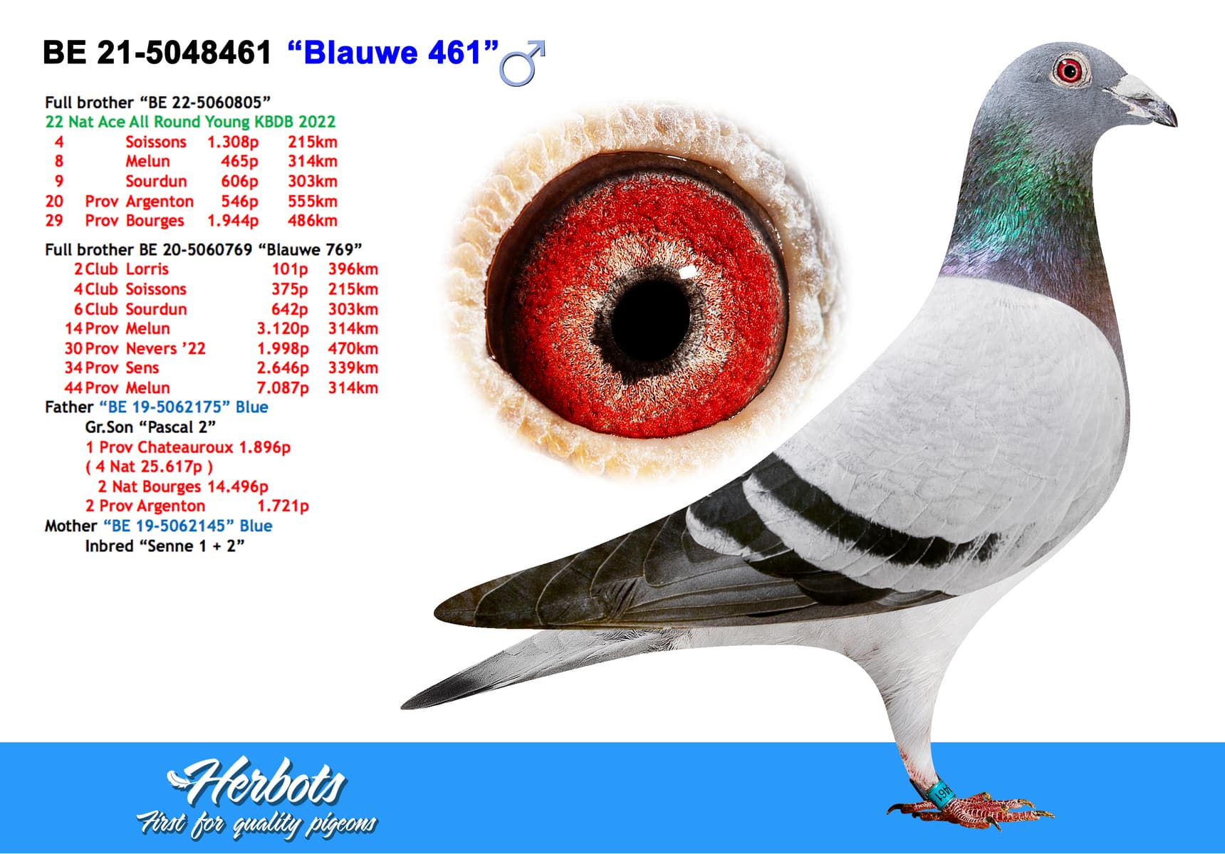pigeon: undefined
