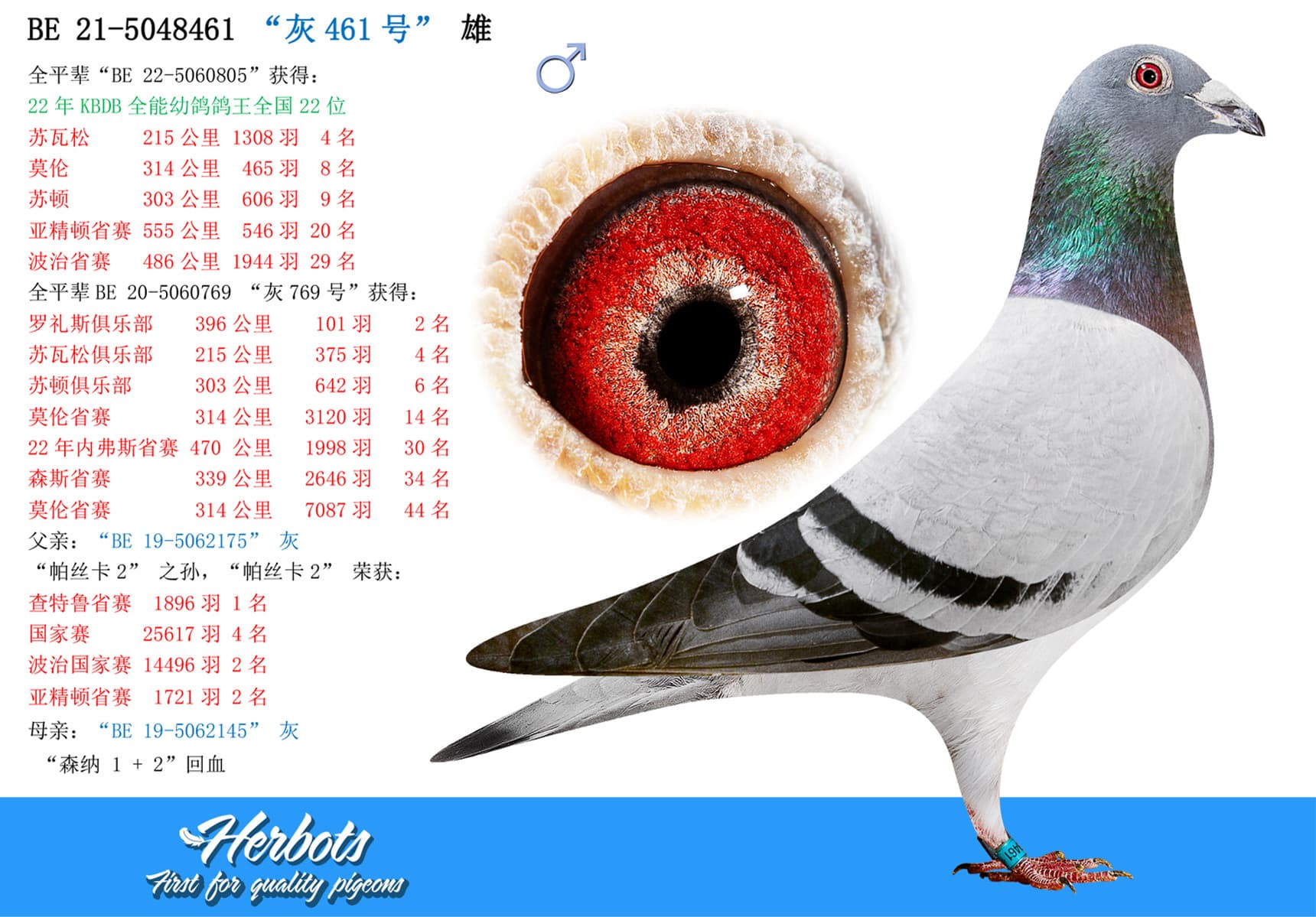 pigeon: undefined