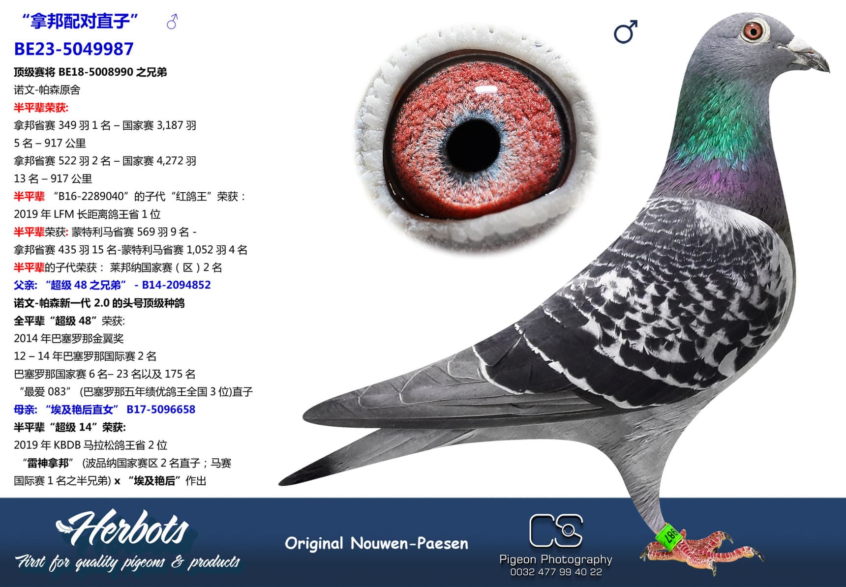 pigeon: undefined