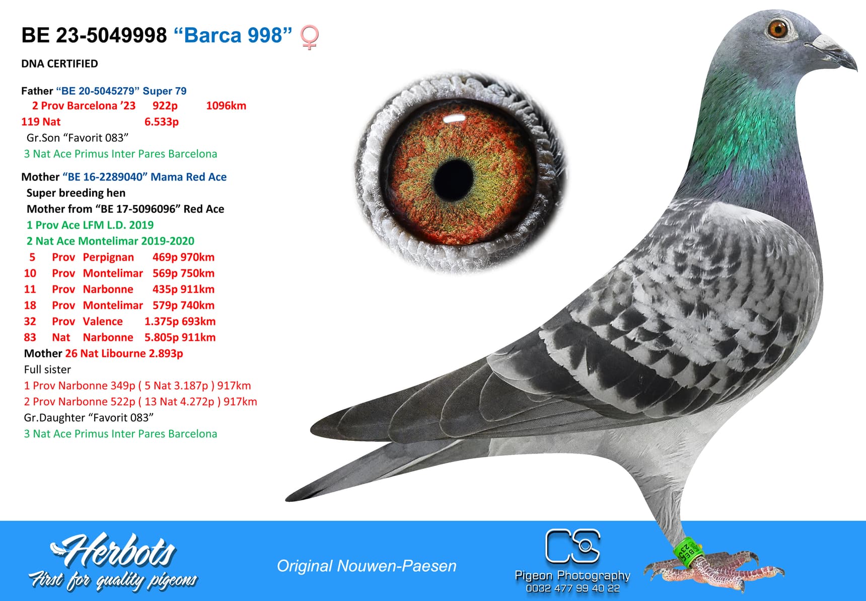 pigeon: undefined