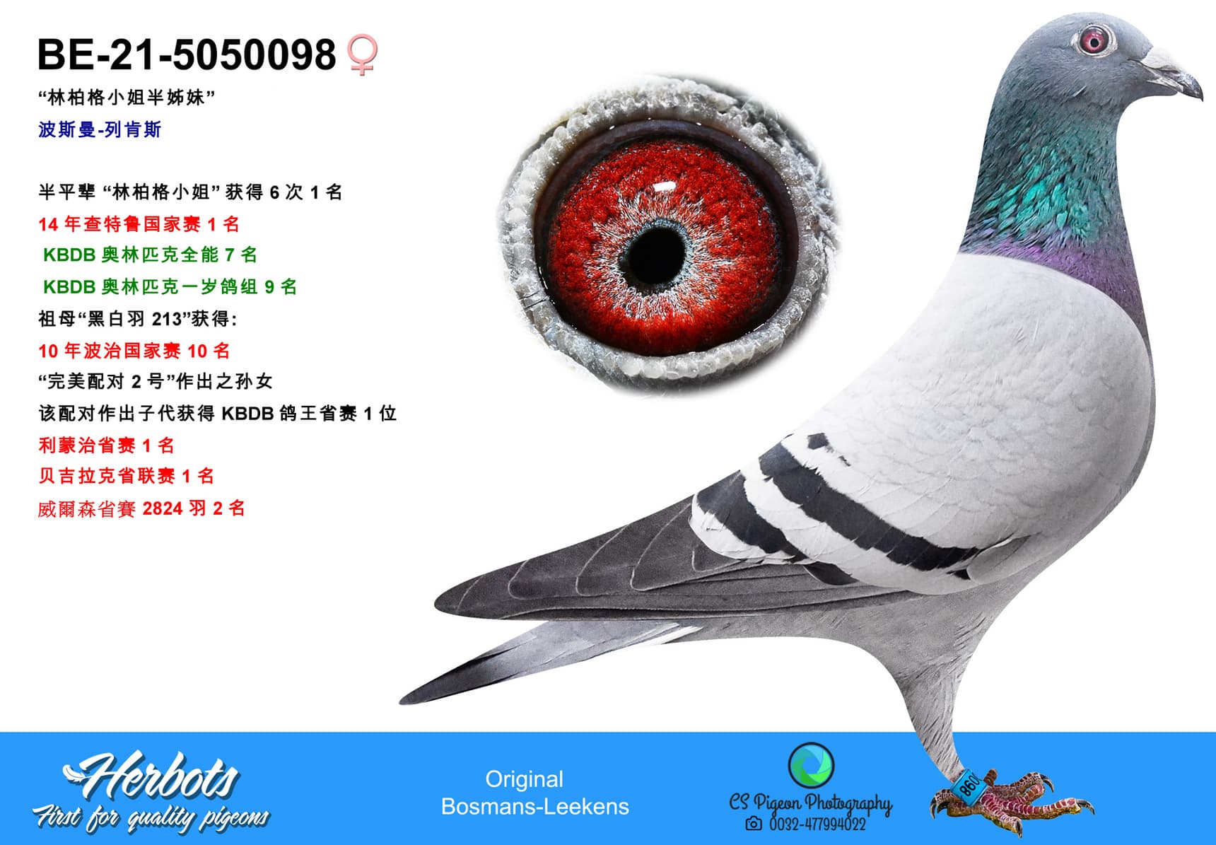 pigeon: undefined