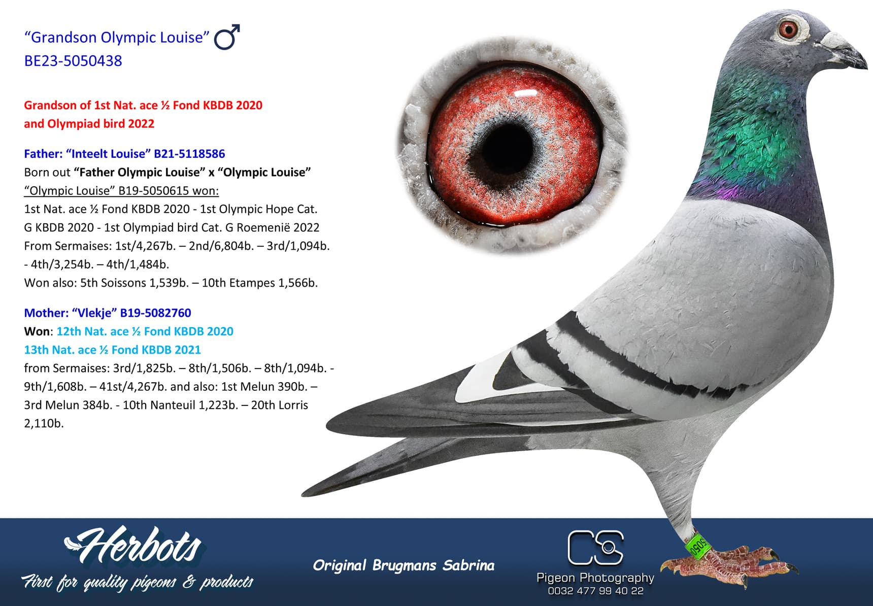 pigeon: undefined
