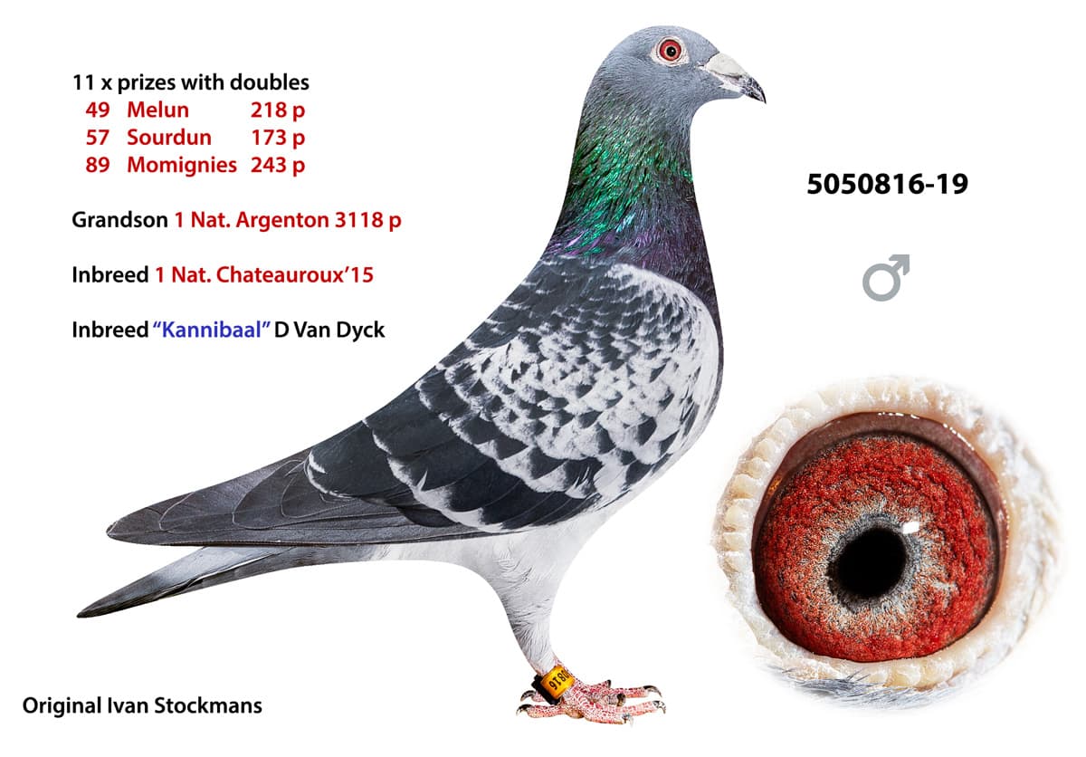 pigeon: undefined