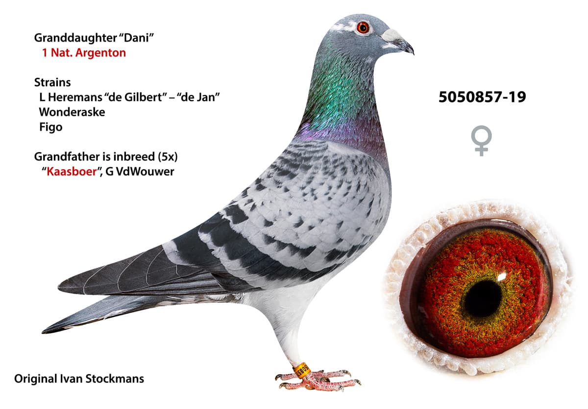 pigeon: undefined