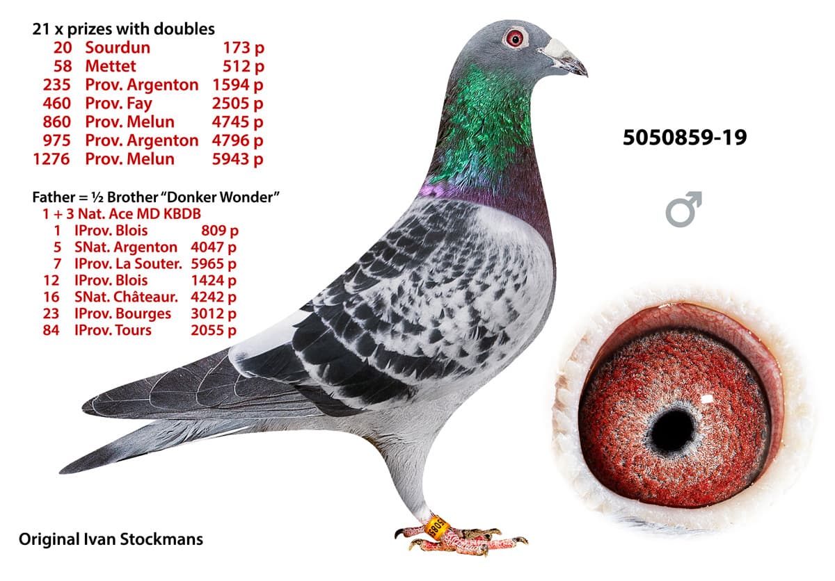 pigeon: undefined