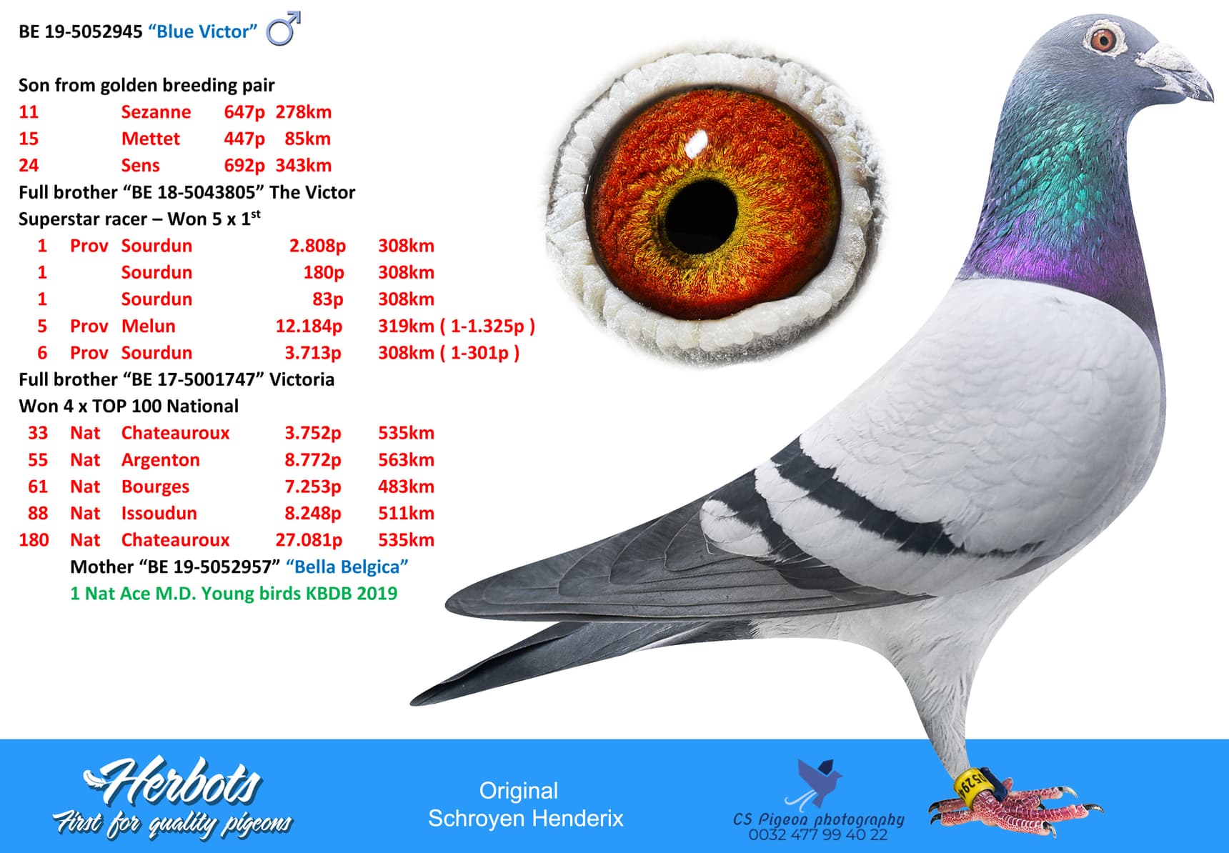 pigeon: “Blue Victor”