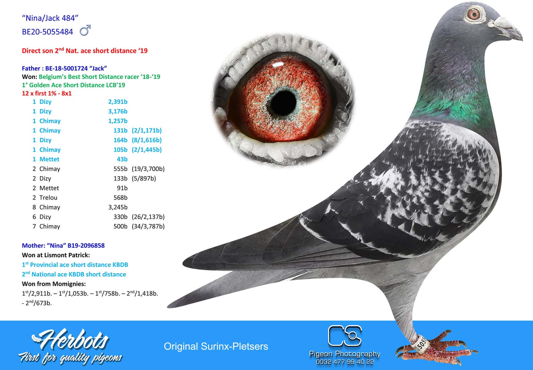 pigeon: undefined