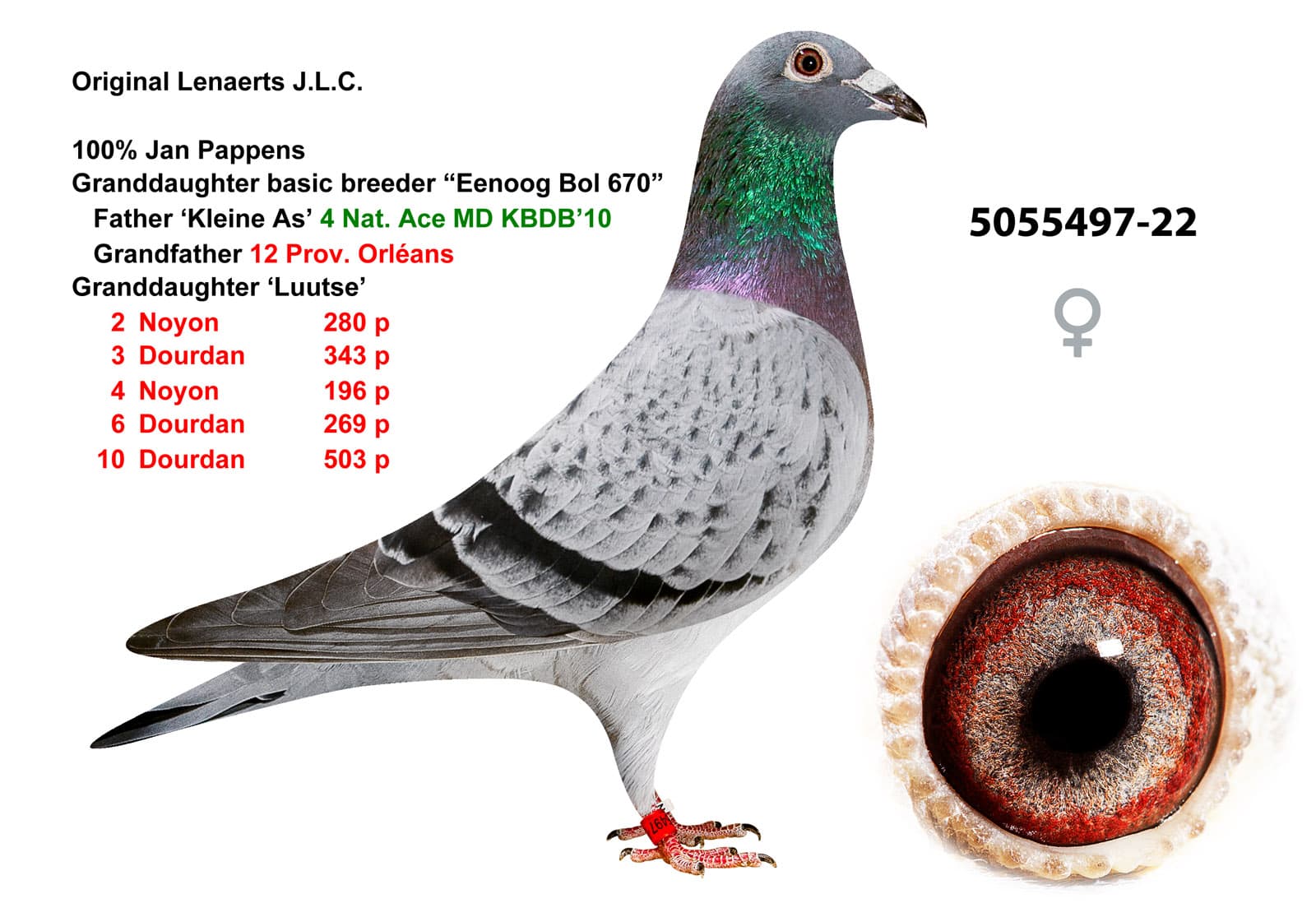 pigeon: undefined