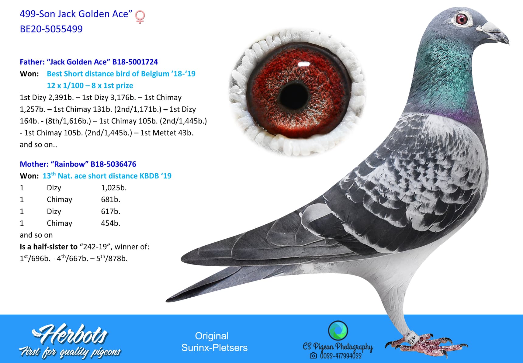 pigeon: undefined