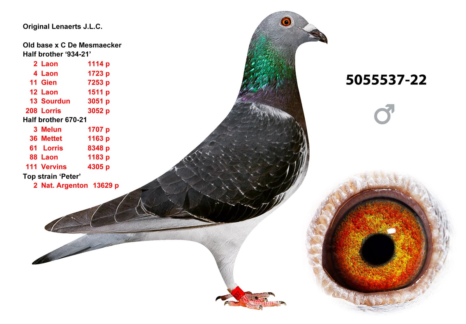 pigeon: undefined