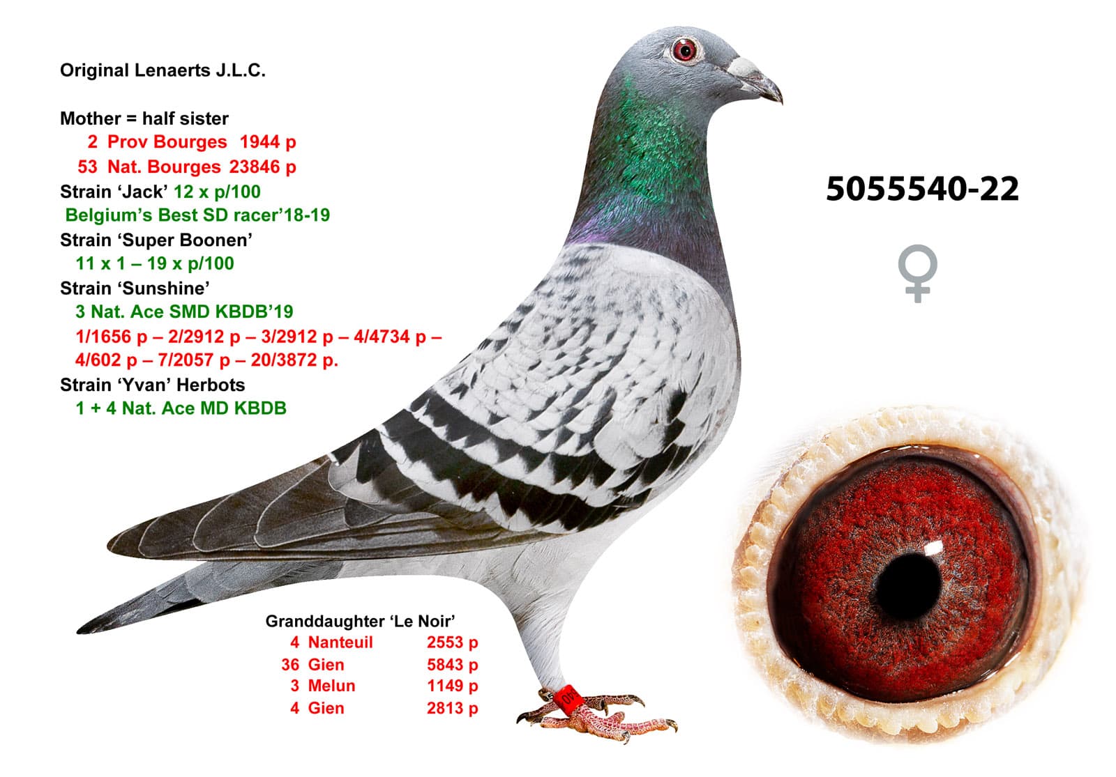 pigeon: undefined