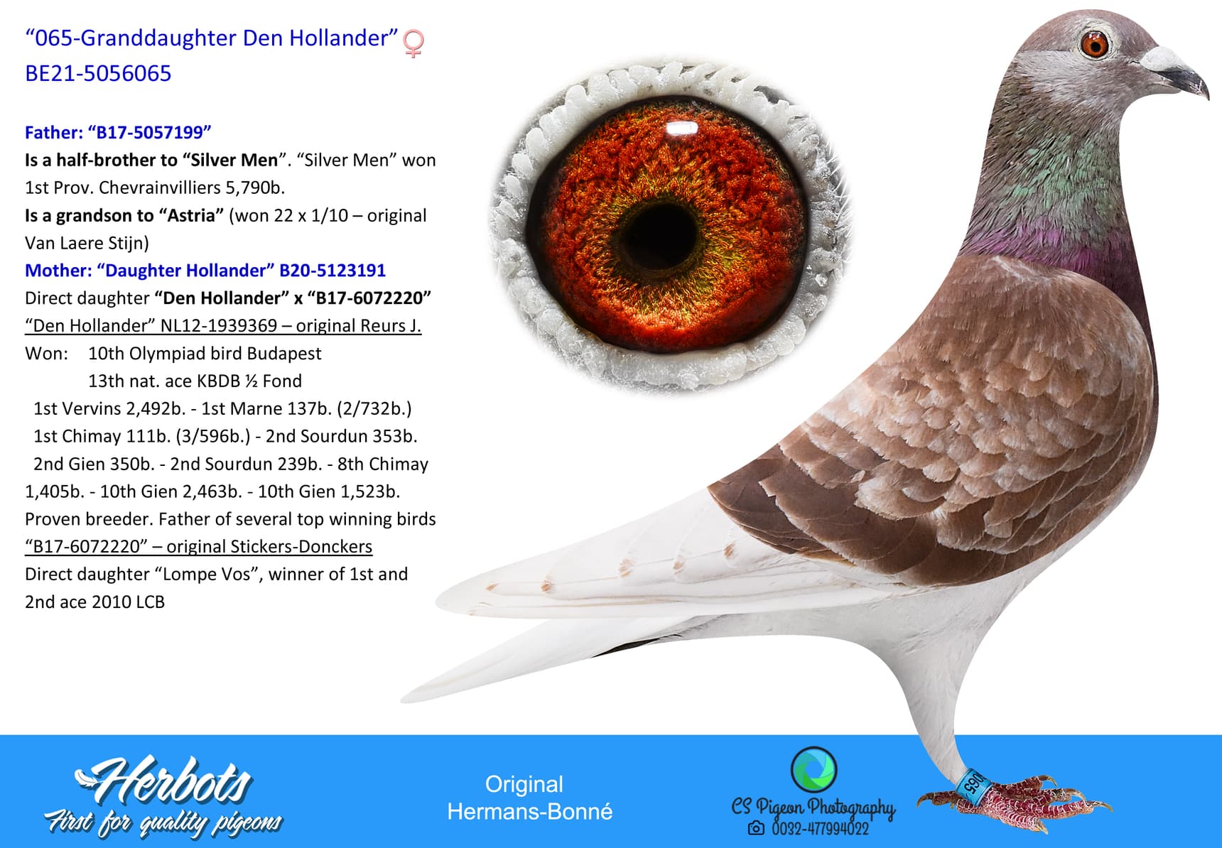 pigeon: undefined