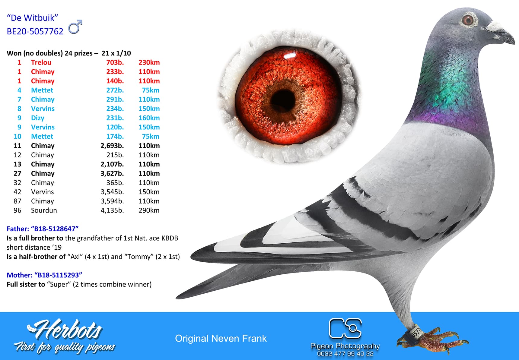pigeon: undefined