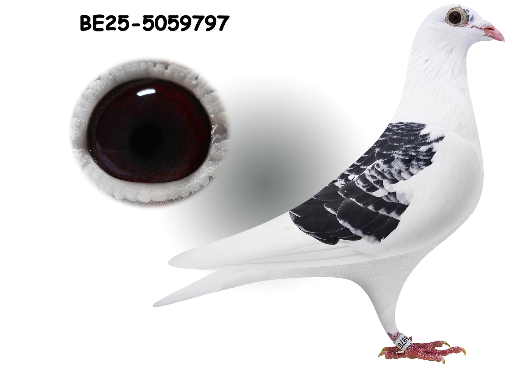 "Inbred Kittel 797"