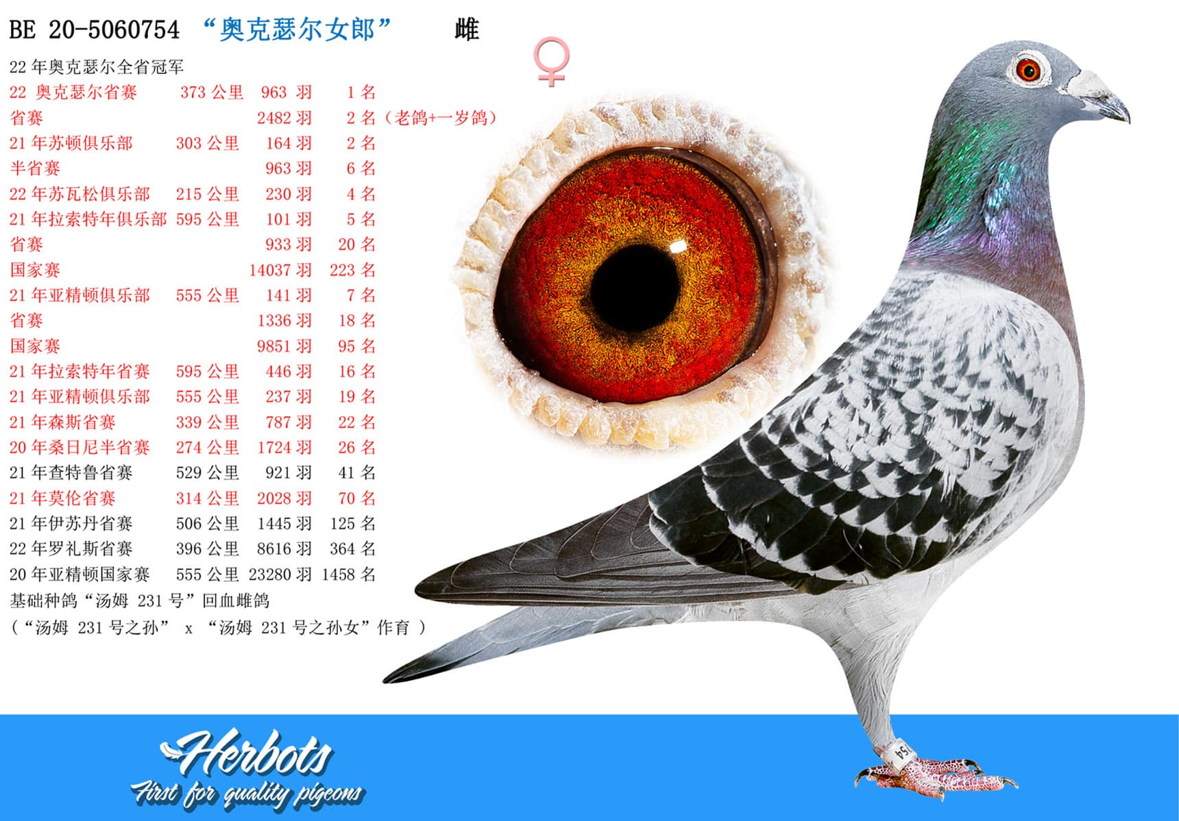 pigeon: undefined
