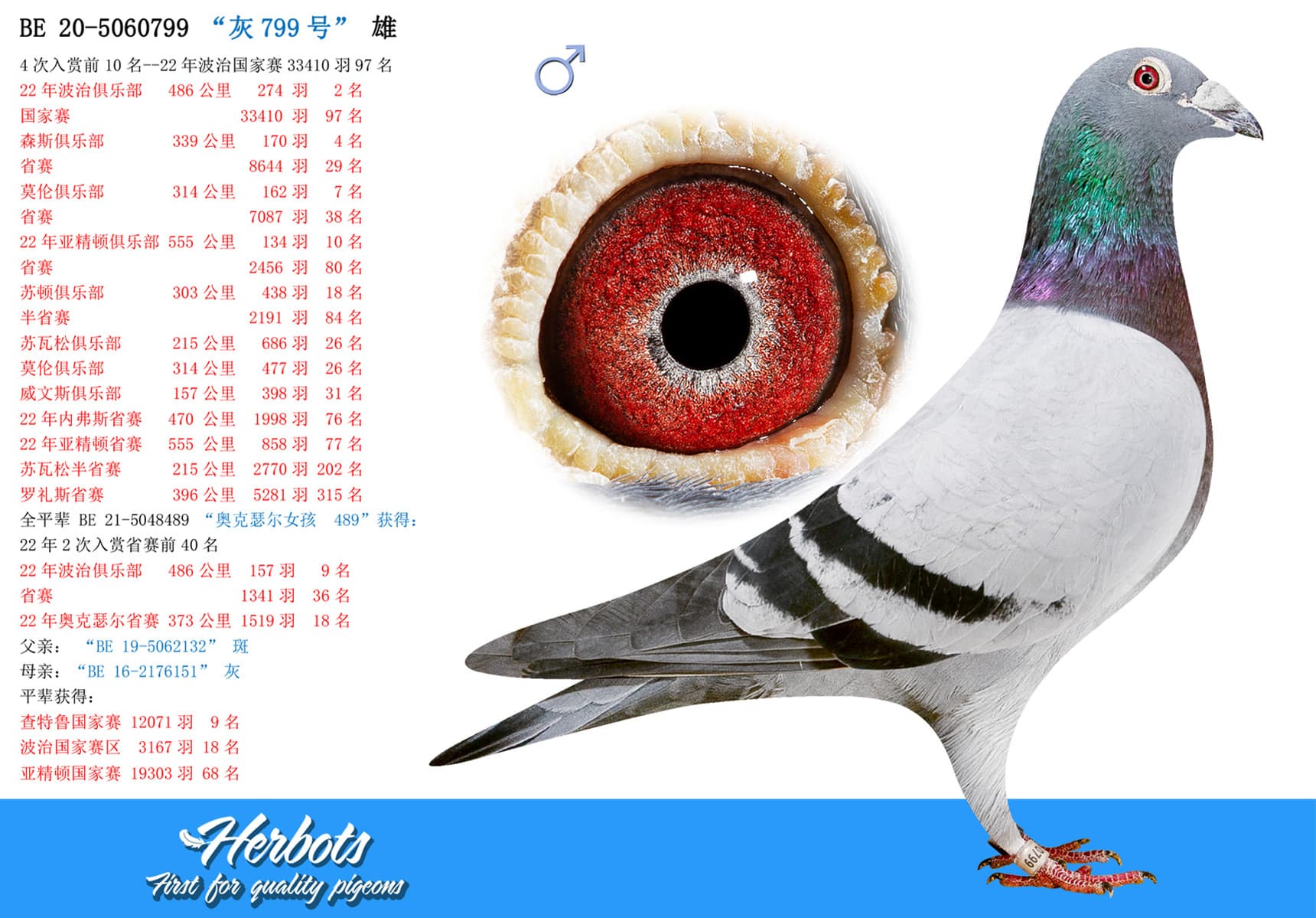 pigeon: undefined